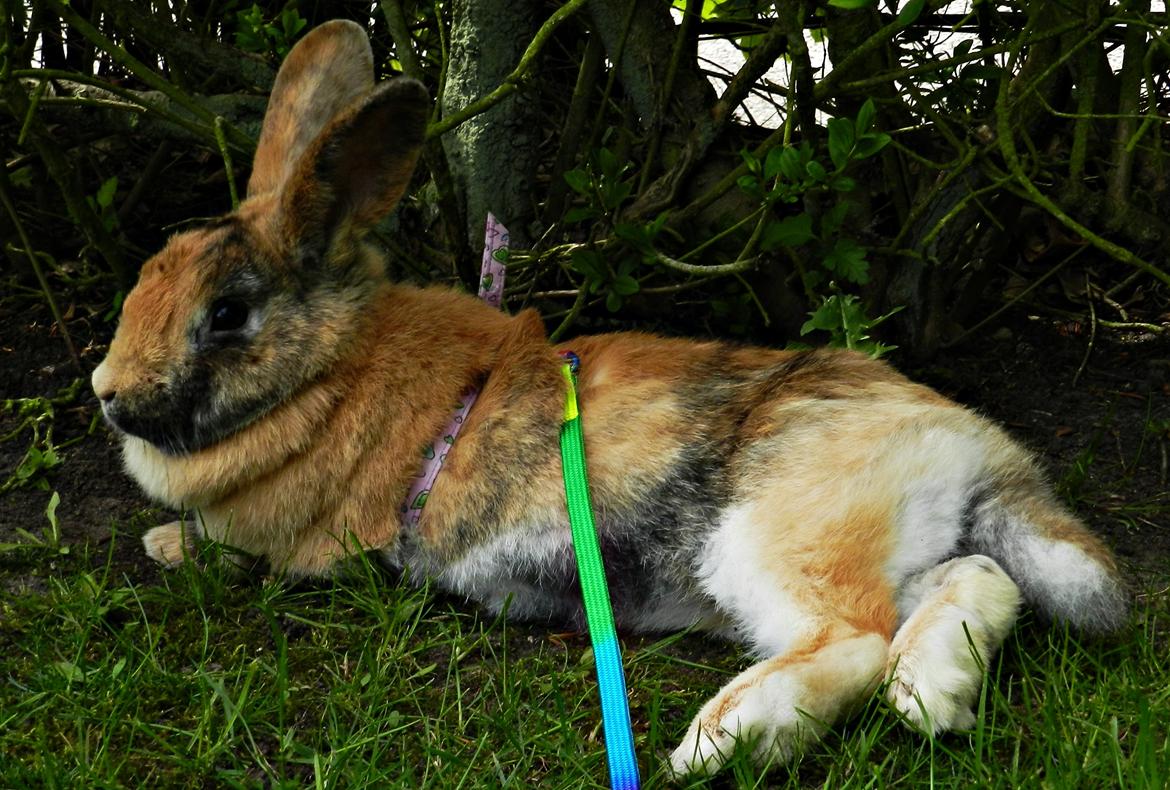 Kanin Anijo´s Silke - Silke ligger og slapper af :) billede 10