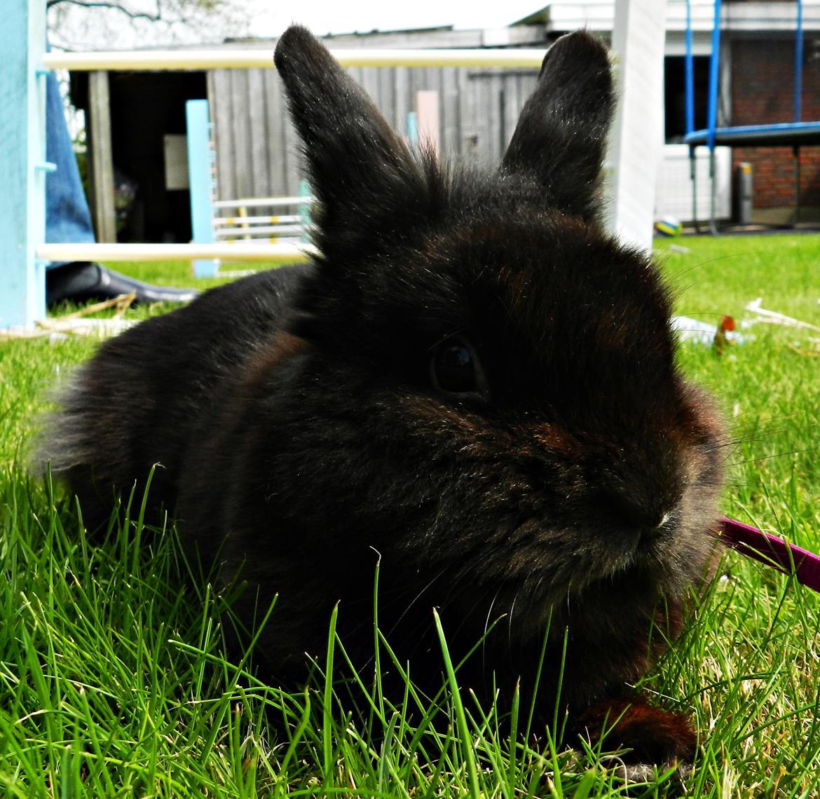 Kanin Speedy Cornsarles (forsvundet) :´( - Velkommen til Speedys profil :D billede 1