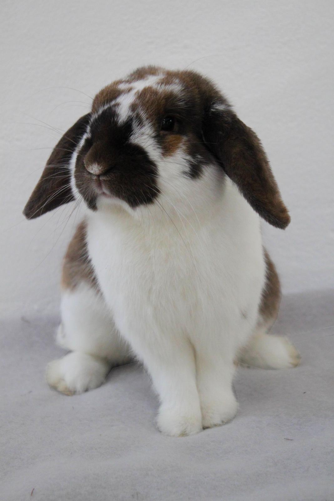 Kanin Hønsehusets Prazo Wabanaki billede 1