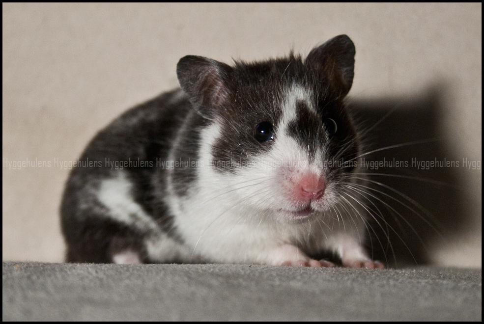 Hamster Hyggehulen's Anthea billede 10
