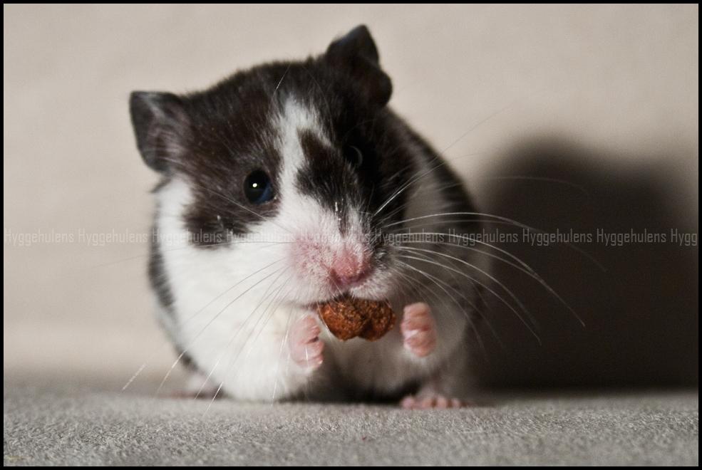 Hamster Hyggehulen's Anthea billede 9