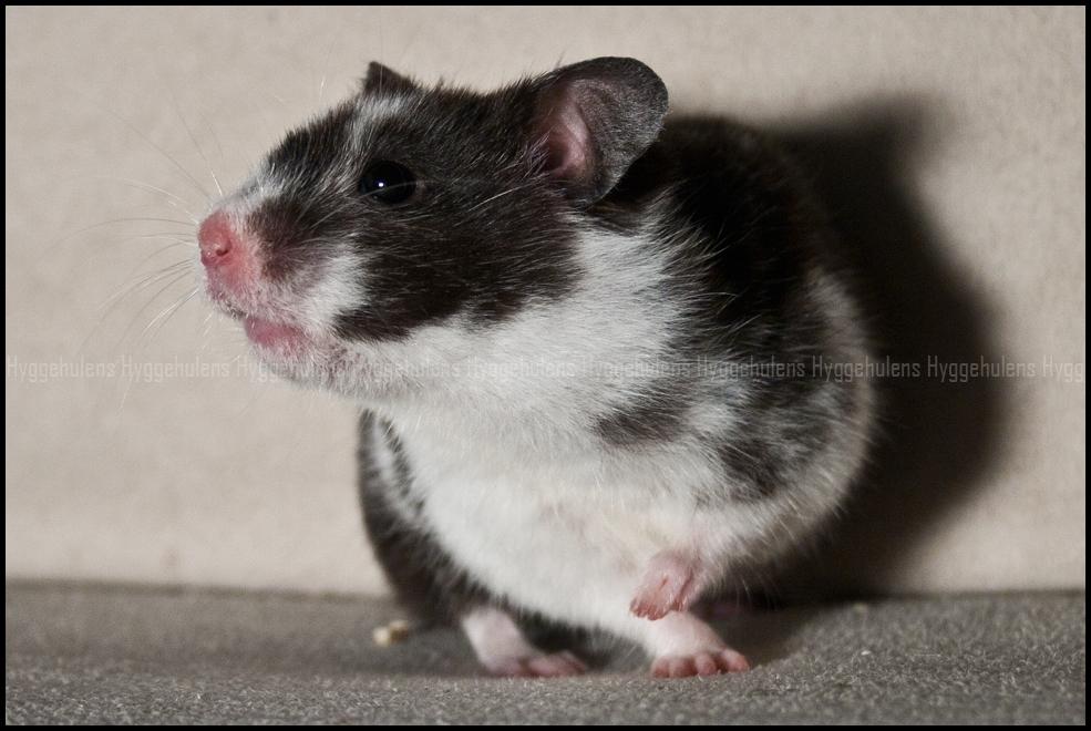 Hamster Hyggehulen's Anthea billede 8