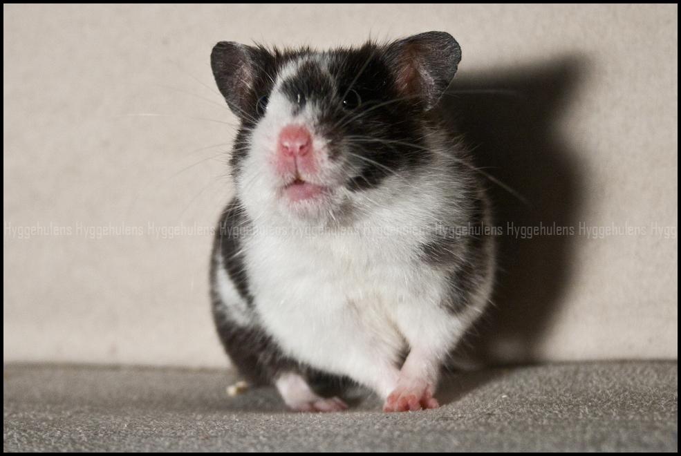 Hamster Hyggehulen's Anthea billede 7