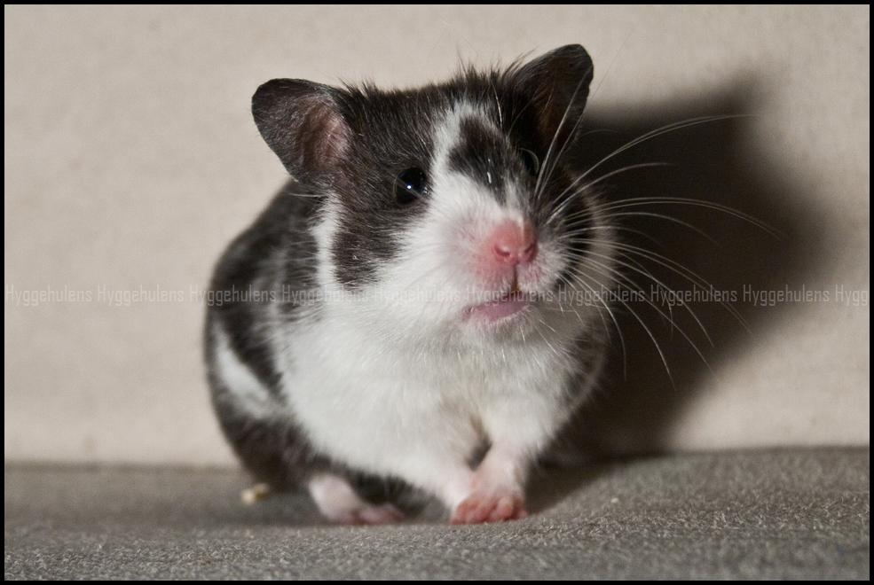 Hamster Hyggehulen's Anthea billede 6