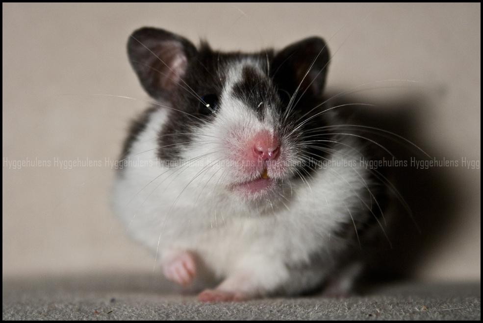Hamster Hyggehulen's Anthea billede 5
