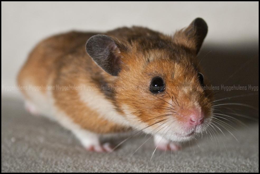 Hamster Pascal † 2012 † billede 3