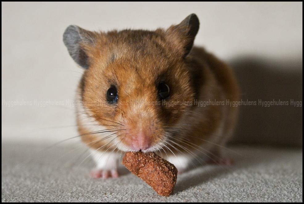 Hamster Pascal † 2012 † billede 4