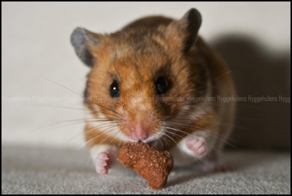 Hamster Pascal † 2012 † - Pascal springer på sit bytte :P billede 5