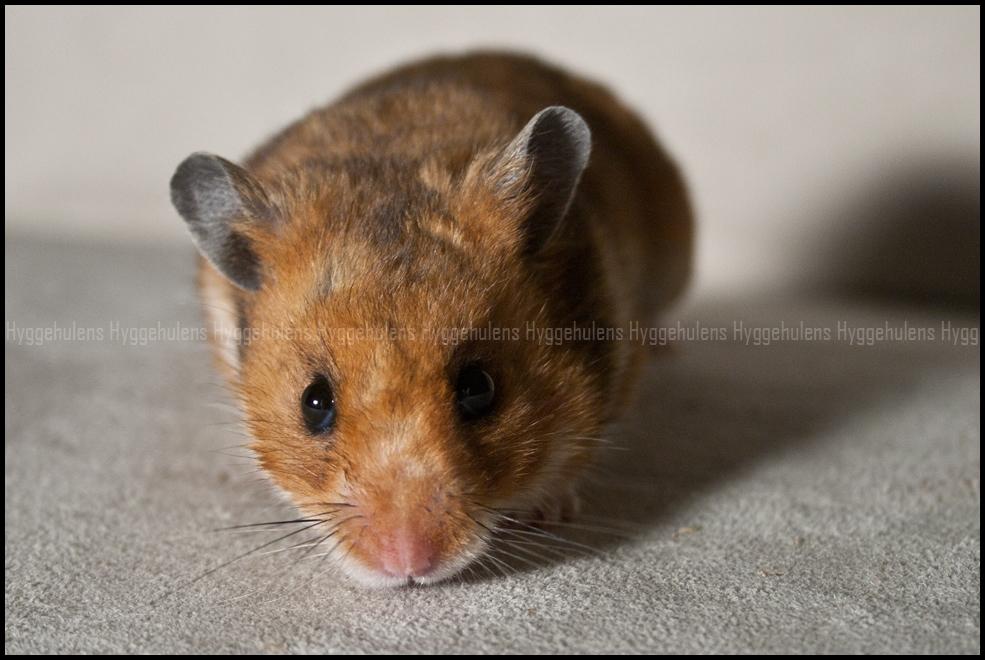 Hamster Pascal † 2012 † billede 6