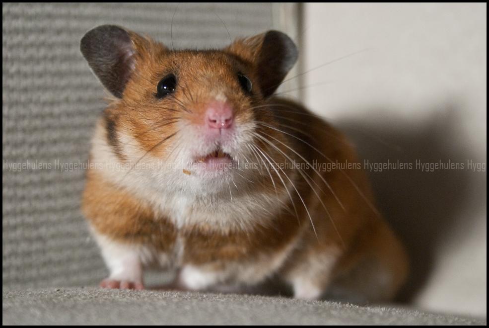 Hamster Pascal † 2012 † billede 1