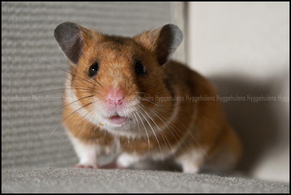 Hamster Pascal † 2012 † billede 2