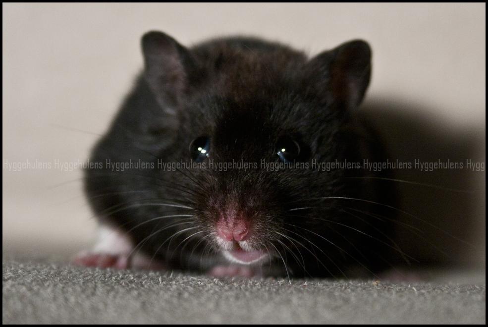 Hamster Hyggehulen's Burton billede 3