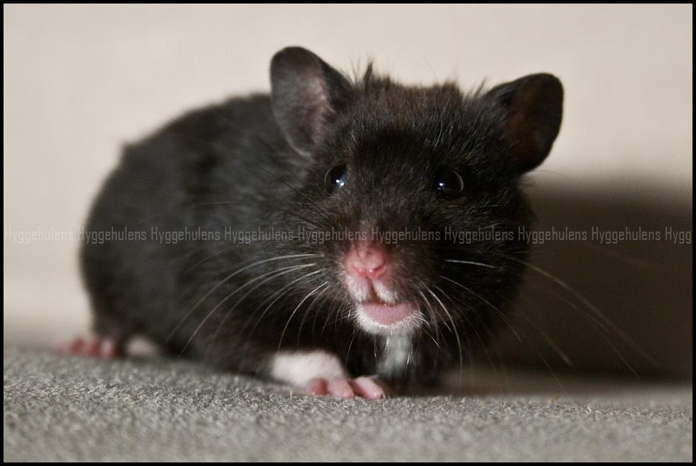 Hamster Hyggehulen's Burton billede 4