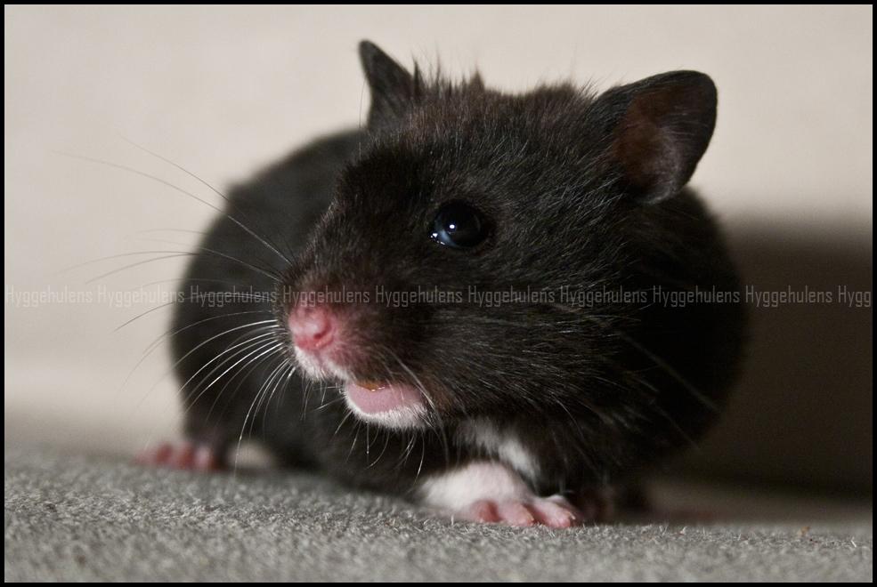 Hamster Hyggehulen's Burton billede 5