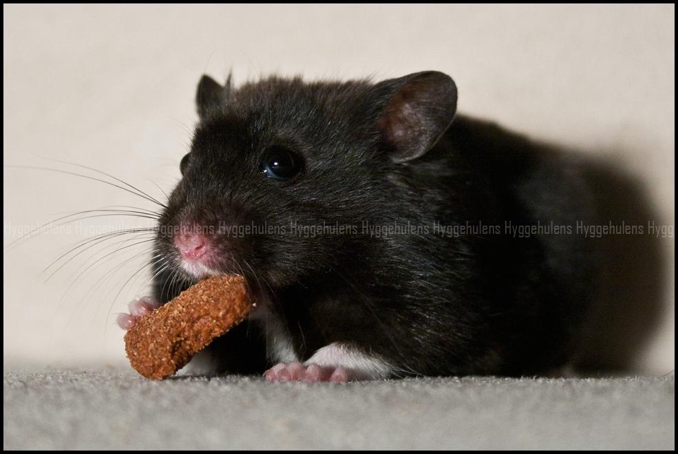 Hamster Hyggehulen's Burton billede 6