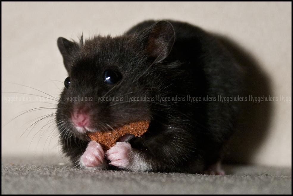 Hamster Hyggehulen's Burton billede 7