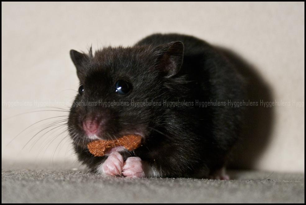 Hamster Hyggehulen's Burton billede 8