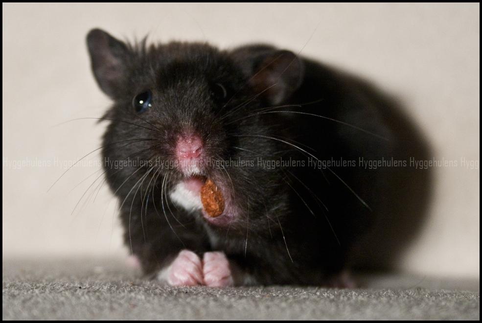 Hamster Hyggehulen's Burton billede 9