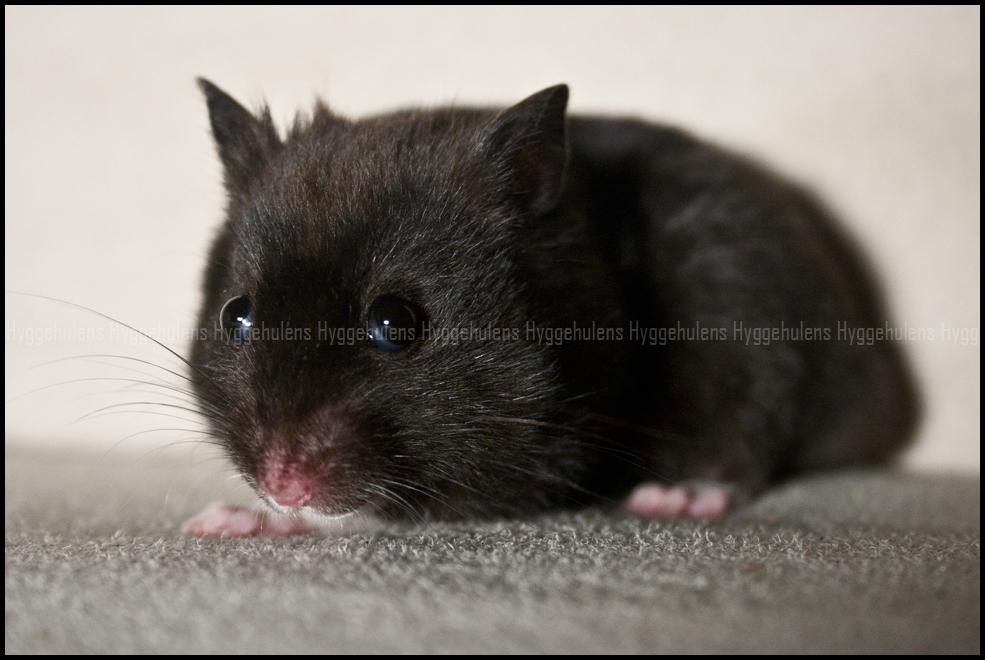 Hamster Hyggehulen's Burton billede 10