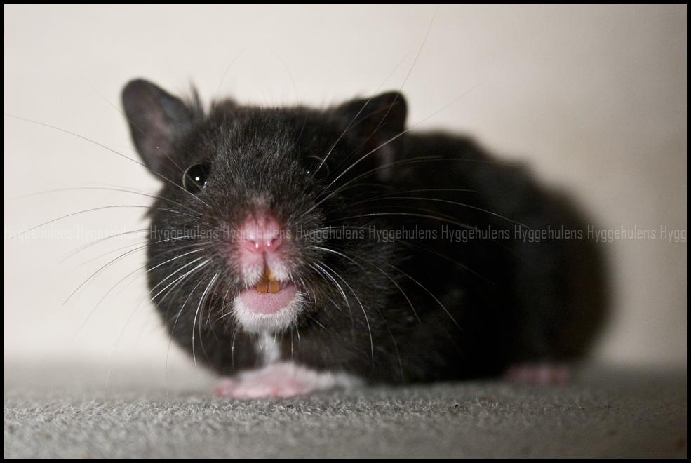 Hamster Hyggehulen's Burton billede 2