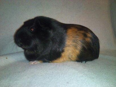 Marsvin Bella billede 1