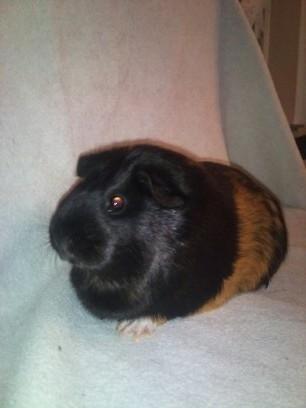 Marsvin Bella billede 2