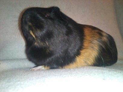 Marsvin Bella billede 3