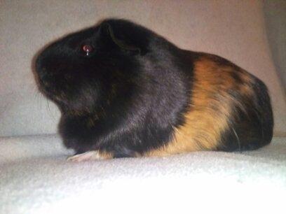 Marsvin Bella billede 4