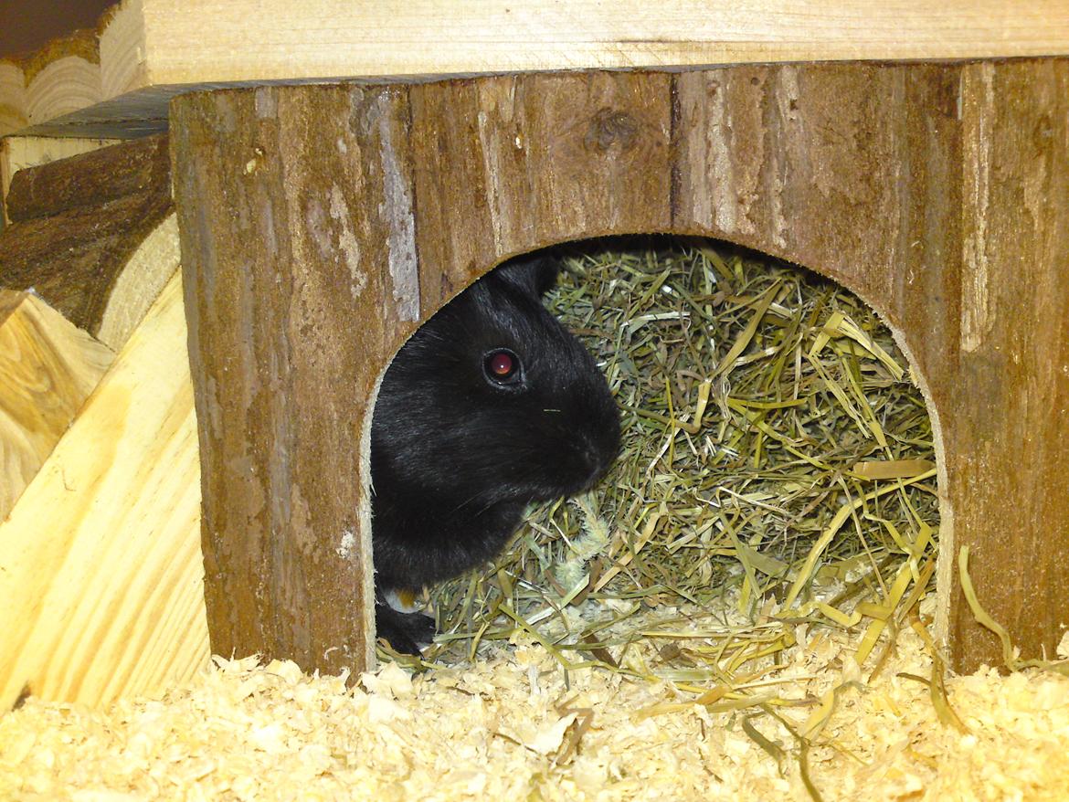 Marsvin Bella billede 5