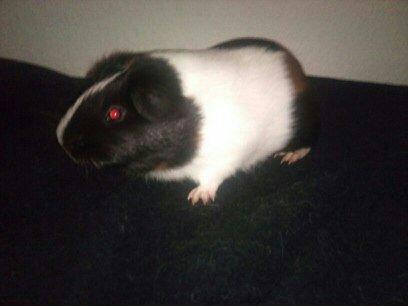 Marsvin Hercules billede 1