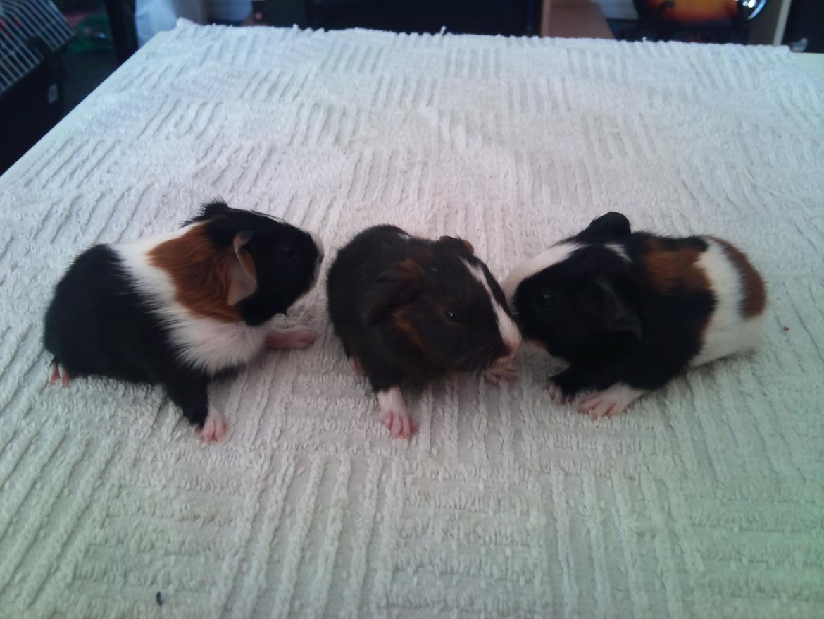 Marsvin Hercules - Hercules til venstre billede 2