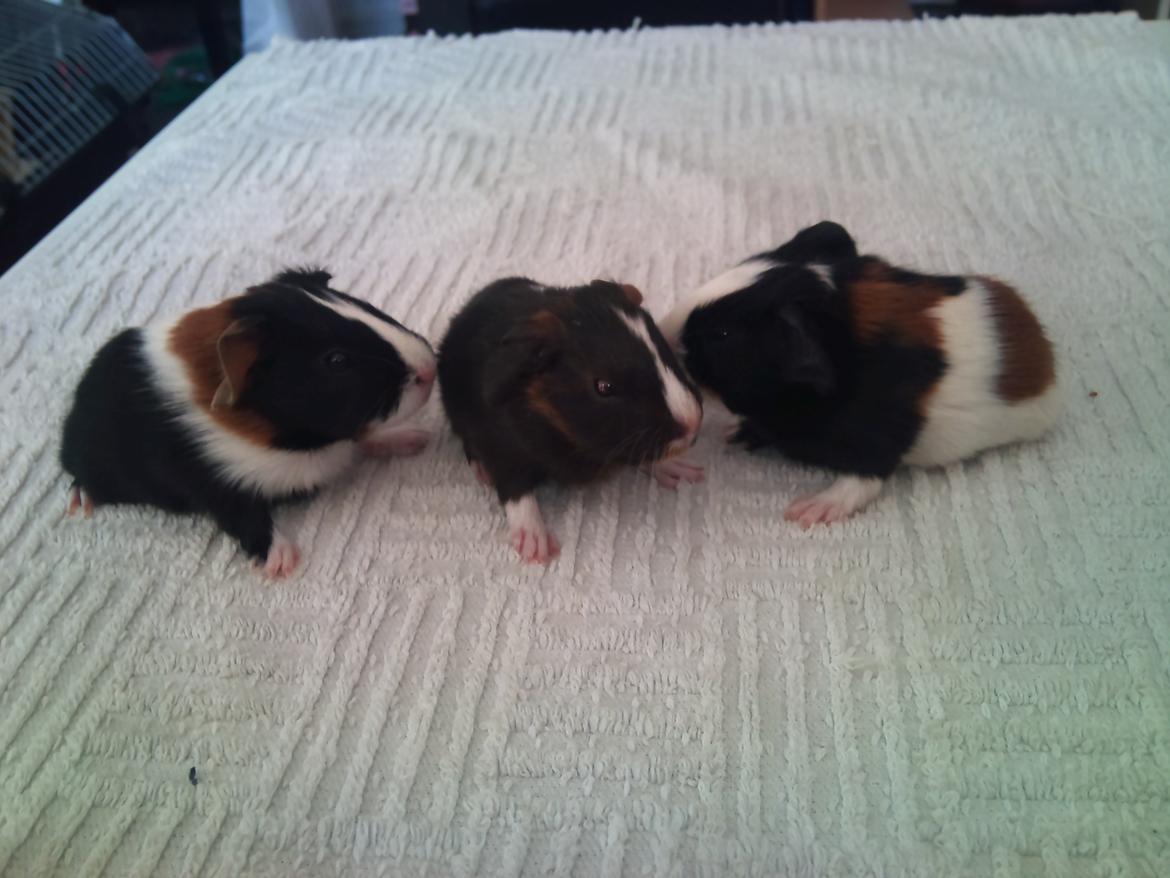 Marsvin Hercules - Hercules til venstre billede 3