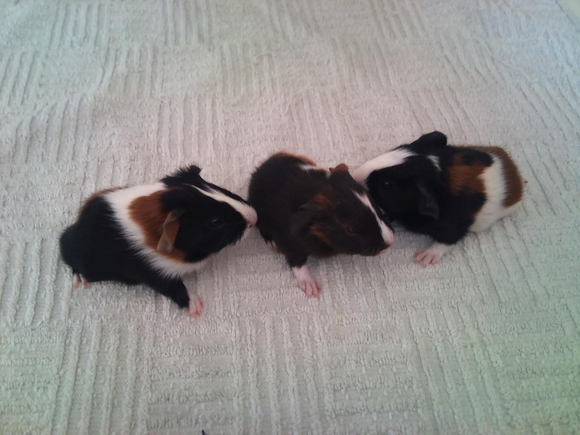 Marsvin Hercules - Hercules til venstre billede 4