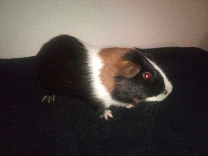 Marsvin Hercules billede 5