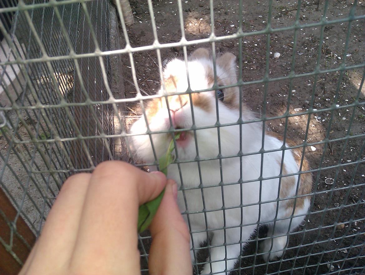 Kanin Ingemanns Misty. billede 2