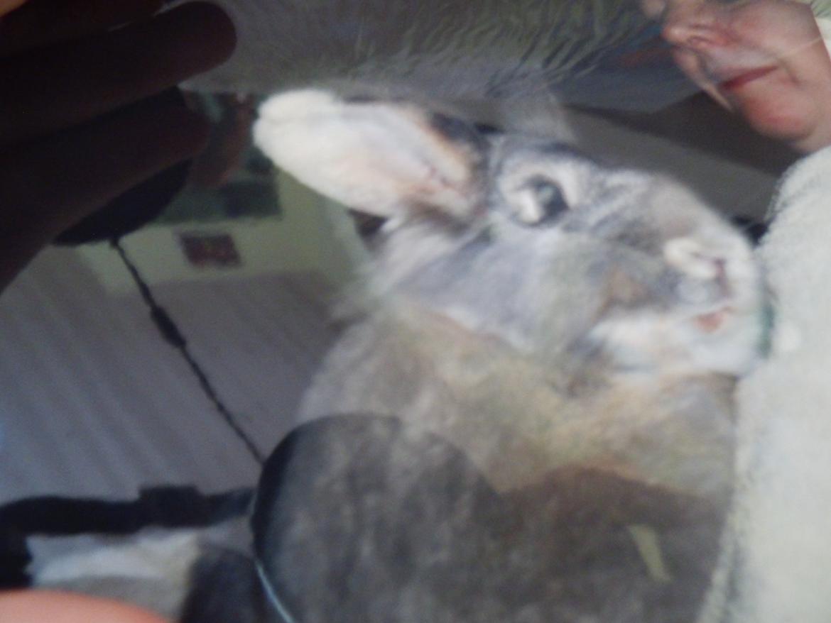 Kanin Miv R.I.P ): - En uge før hun døde billede 1