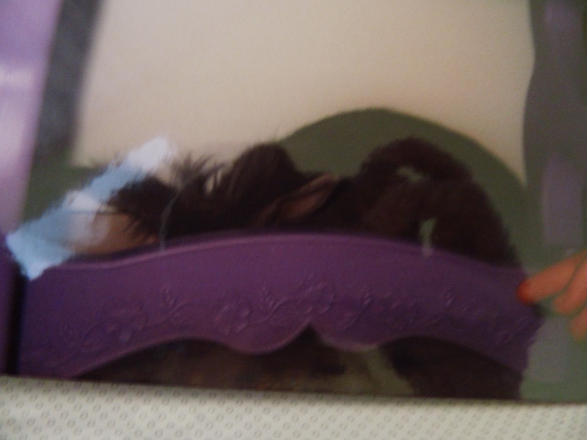 Kanin Miv R.I.P ): - Miv gemmer sig <3 billede 2