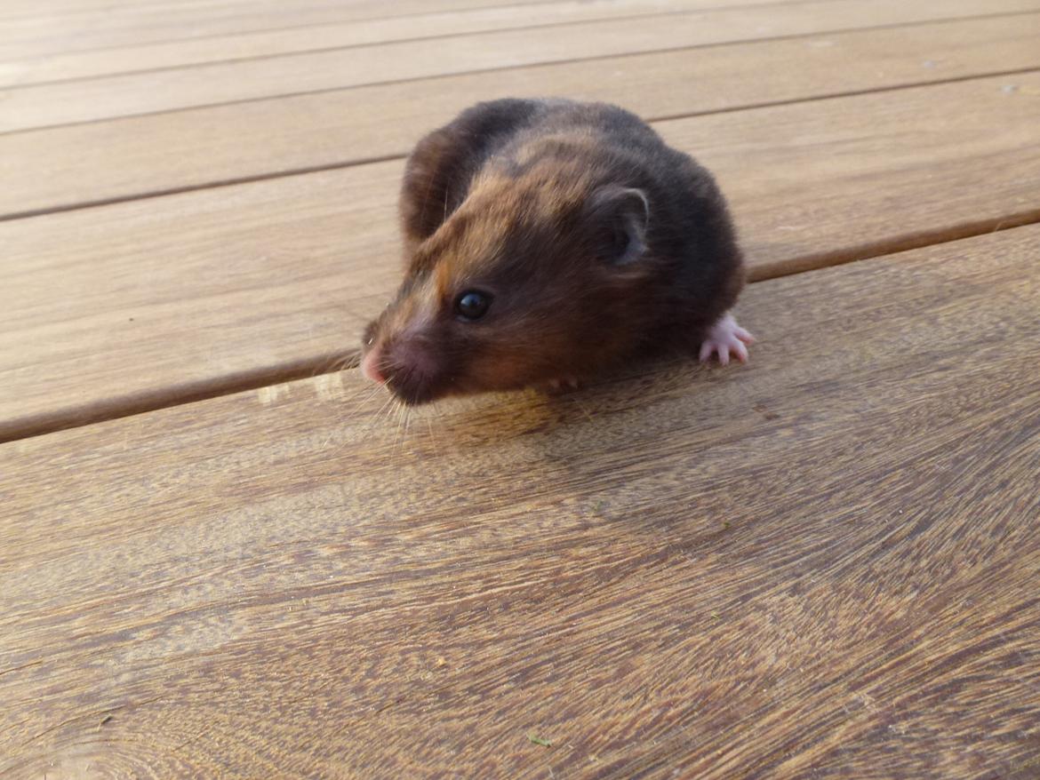 Hamster Amy billede 3