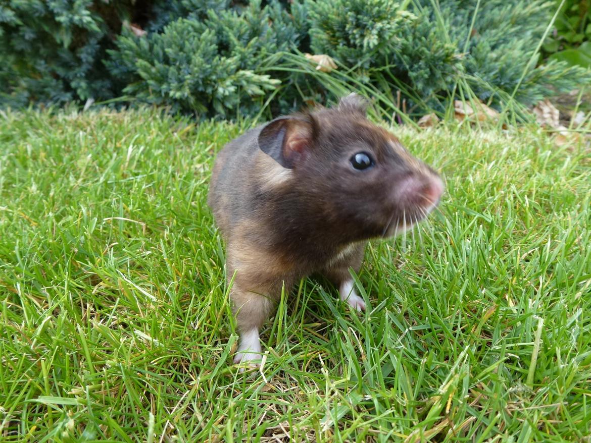 Hamster Amy billede 2