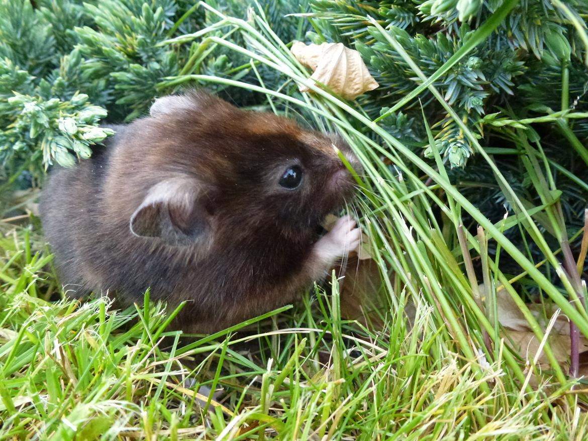 Hamster Amy billede 1