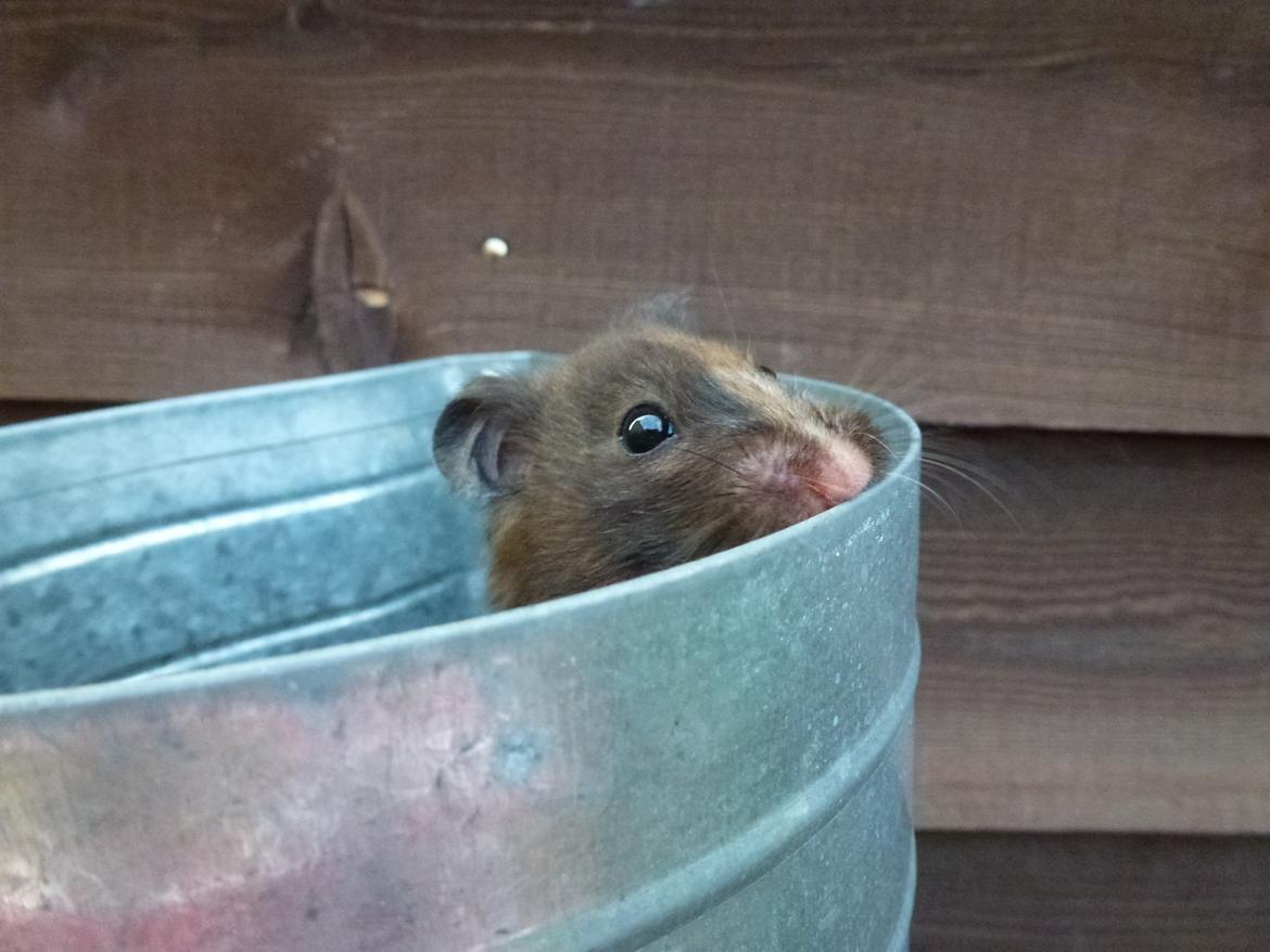 Hamster Amy billede 4
