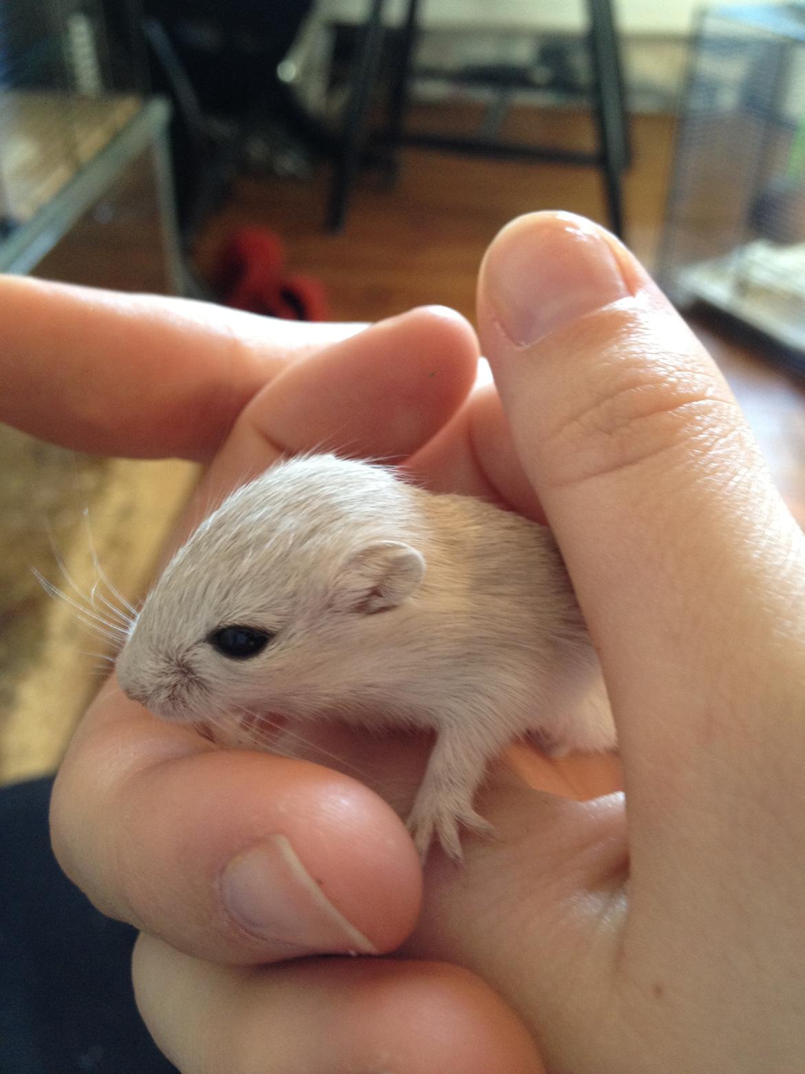 Ørkenrotte Freja billede 3