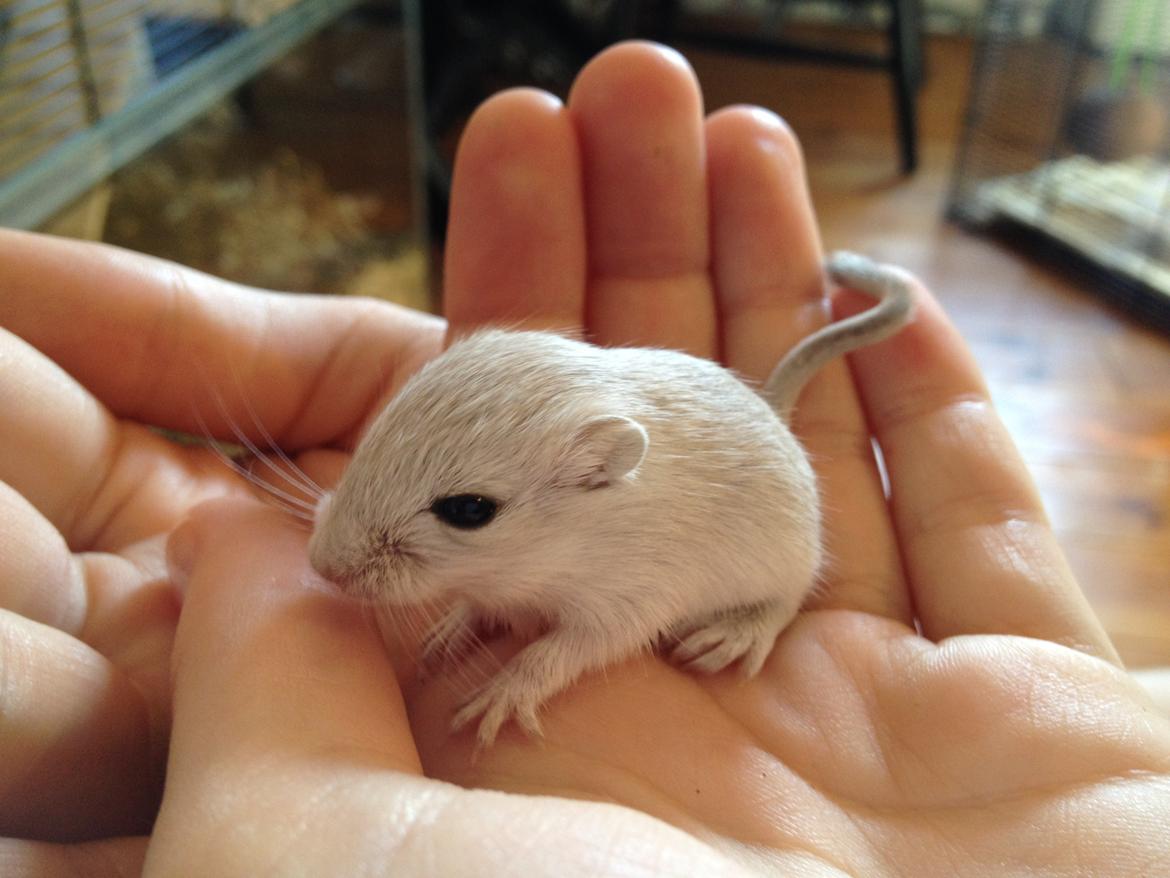 Ørkenrotte Freja billede 4