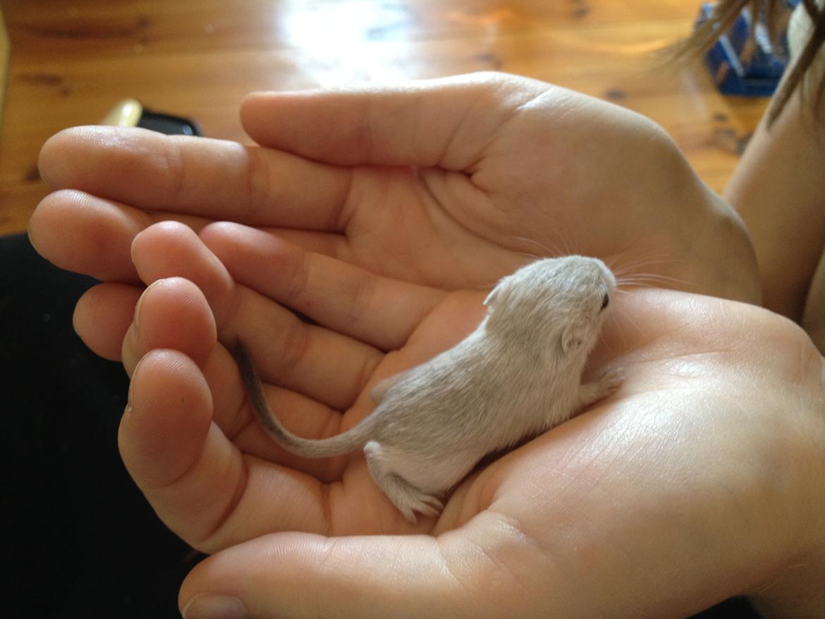 Ørkenrotte Freja billede 5