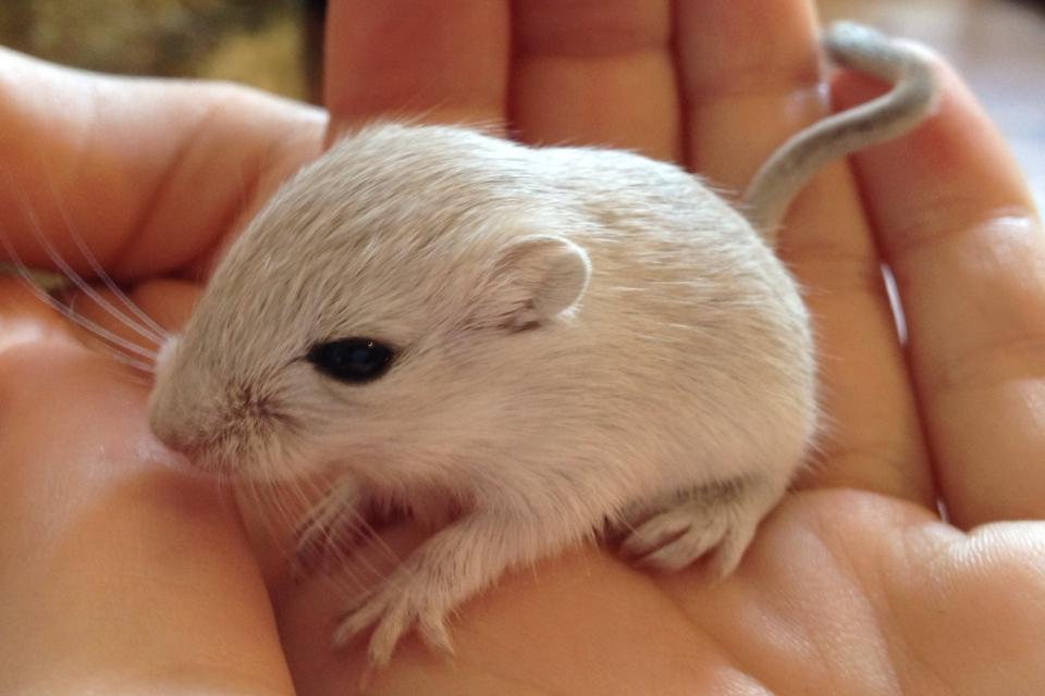 Ørkenrotte Freja billede 6