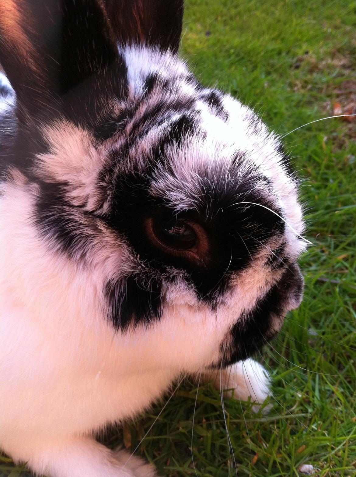 Kanin Hr. Fnuk billede 19