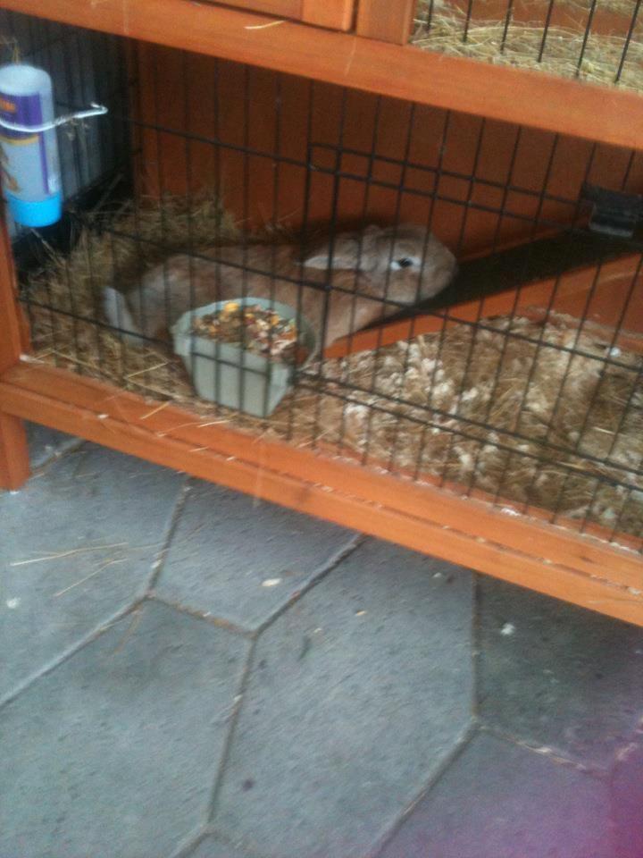 Kanin plys billede 1