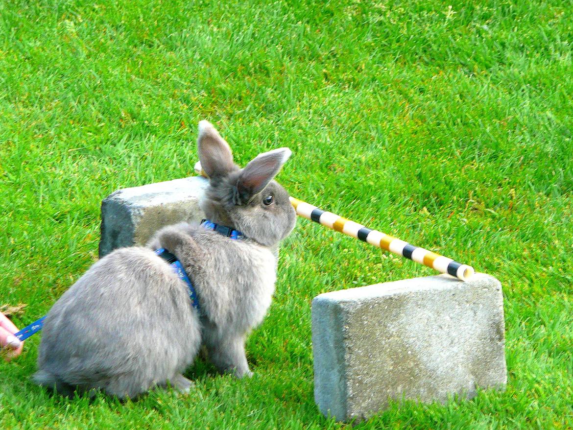 Kanin Bamse °Himmelgnaver° - Bamse er ivrig efter at spiringe :D billede 1