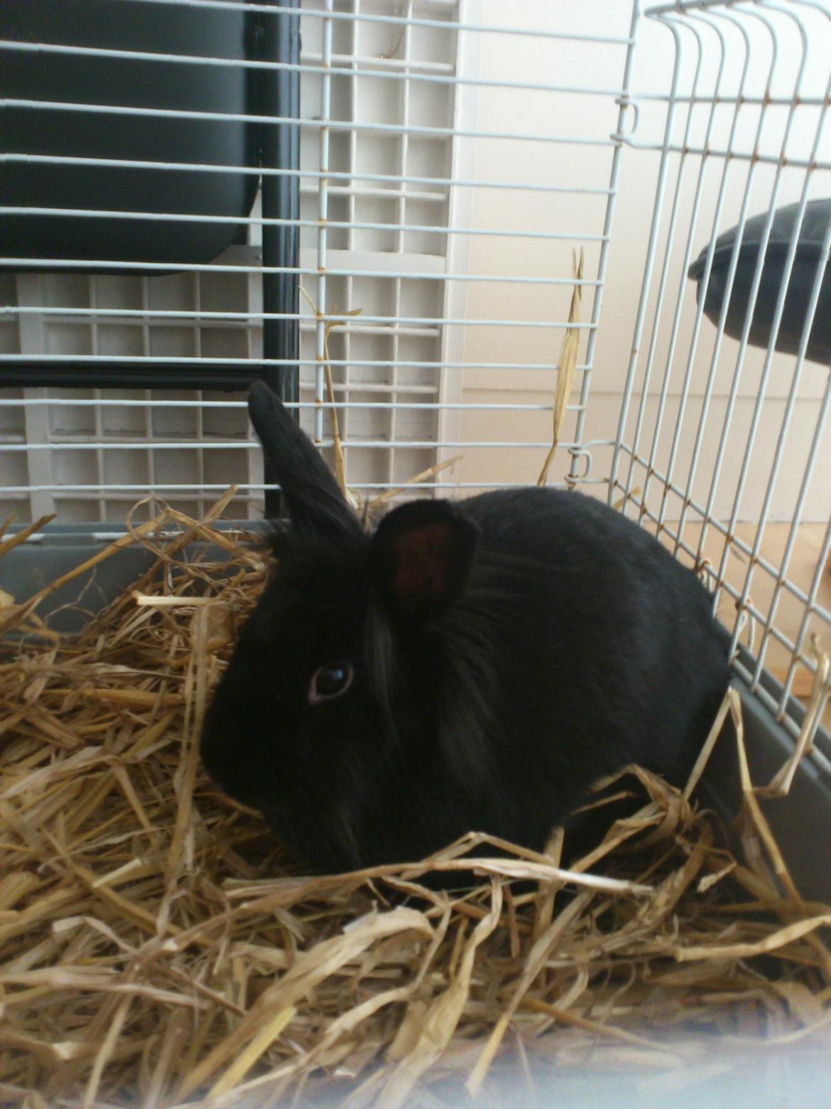 Kanin Bella-Bodil [Altid Savnet] - løvehovede/teddy - Første Dag med Bella billede 2