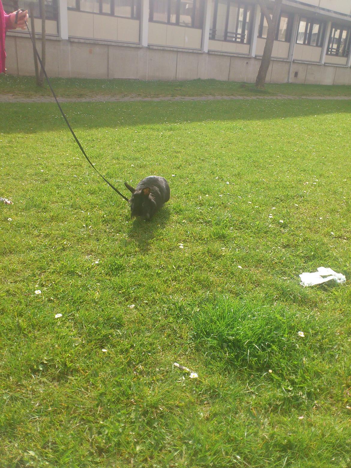 Kanin Bella-Bodil [Altid Savnet] - løvehovede/teddy - så skal man have en løbetur  billede 3